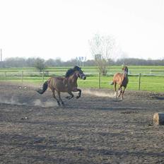 Anden særlig race Buster Larsen *SOLGT*