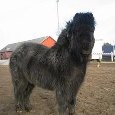 Shetlænder Mathiesen