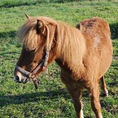 Anden særlig race Lykkegårds Anton
