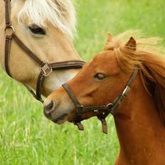 Anden særlig race Lykkegårds Anton