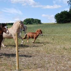Anden særlig race Lykkegårds Anton