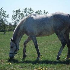 Anden særlig race Irish Delicious(SOLGT) :(