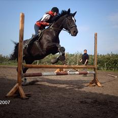 Dansk Varmblod Santos <3 