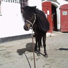 Shetlænder Stella (Død)