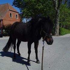 Shetlænder Stella (Død)