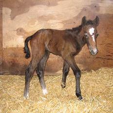 Connemara Bøgely Moonlight