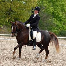 Anden særlig race SILKE