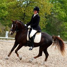 Anden særlig race SILKE