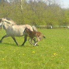 Islænder Hiti frá Kallehaugegaard