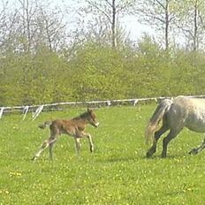 Islænder Hiti frá Kallehaugegaard