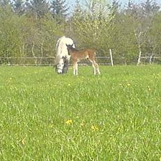 Islænder Hiti frá Kallehaugegaard