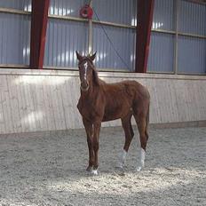 Dansk Varmblod La Vita Nuova - død -07.