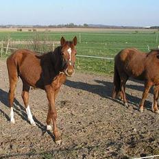 Dansk Varmblod La Vita Nuova - død -07.