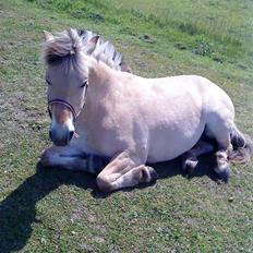 Fjordhest Miss Dixie