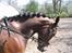 New Forest Shadow - Uhh, miin lille springpony. 