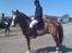New Forest hunter<33 - mig og hunter efter præmieoverrekkelse en anden plads til klubmesterskabet den 29/4 2007