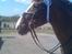 New Forest hunter<33 - hunter rigtig glad for sin anden plads til klubmesterskabt den 29/4 2007