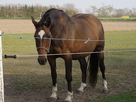 Dansk Varmblod Sila Mandø billede 12