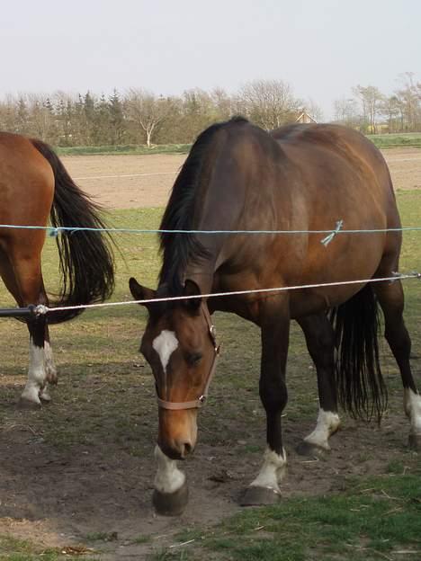 Dansk Varmblod Sila Mandø billede 13