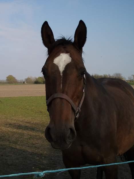 Dansk Varmblod Sila Mandø billede 14