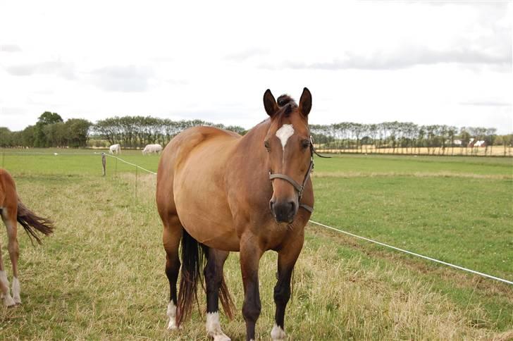 Dansk Varmblod Sila Mandø billede 15