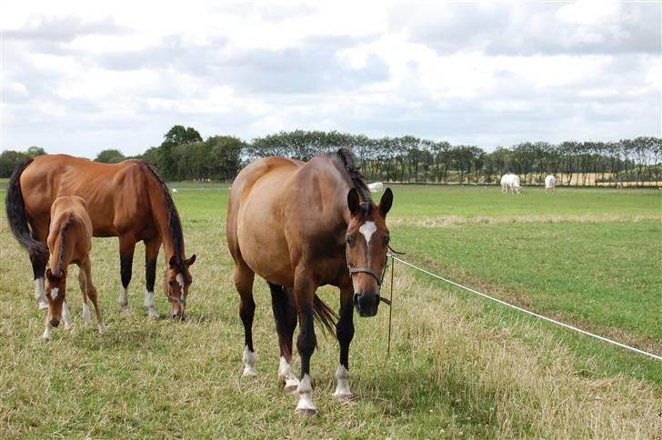 Dansk Varmblod Sila Mandø billede 16