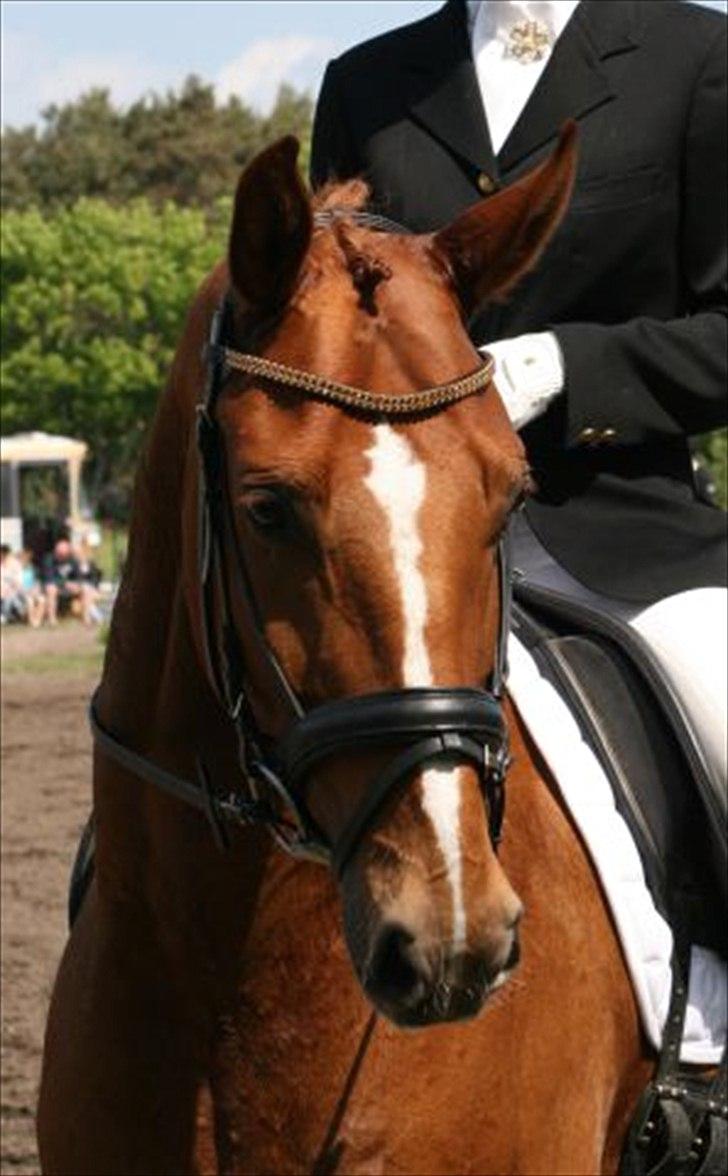 Hannoveraner Werber Welt..  - velkommen til werners profil.  billede 1