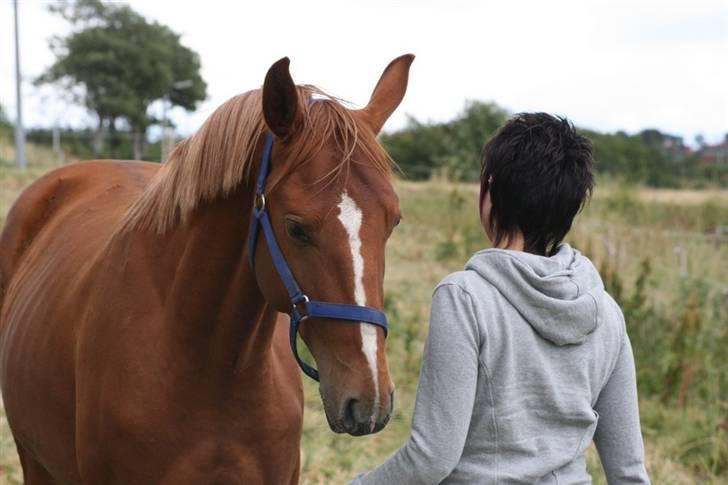 Hannoveraner Werber Welt..  - juni 08 billede 2