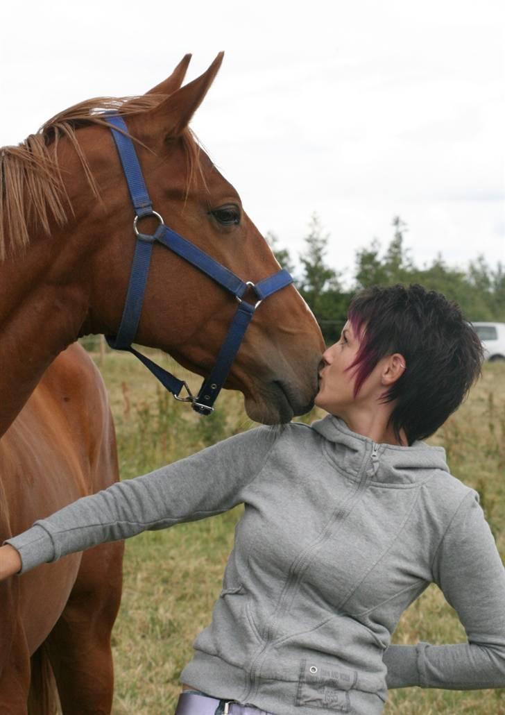 Hannoveraner Werber Welt..  - hmm nys nys billede 3