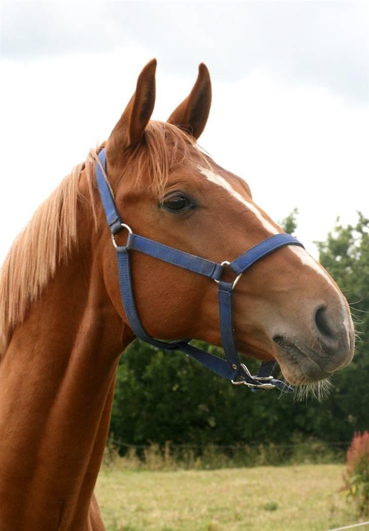 Hannoveraner Werber Welt..  - juni 08 billede 4