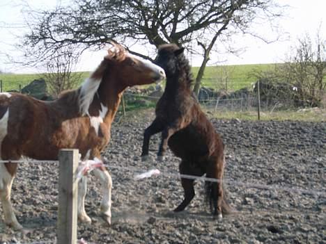 Anden særlig race Tarzan billede 8