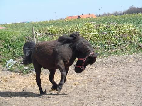 Anden særlig race Tarzan billede 9