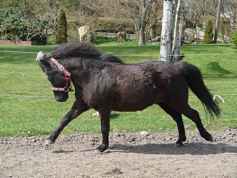 Anden særlig race Tarzan billede 12