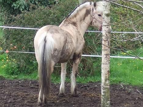 Fjordhest Julie Sejr - dejligt at rulle sig i jord, det bliver man godt beskidt af billede 4