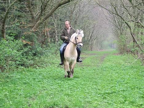Fjordhest Julie Sejr - første tur i skoven med far billede 5
