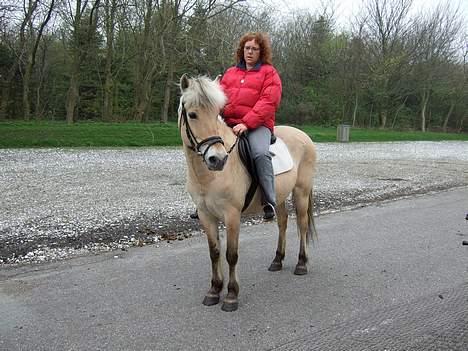 Fjordhest Julie Sejr - første tur med mor billede 6