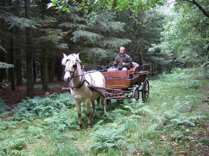 Fjordhest Julie Sejr - køretur i skoven billede 7