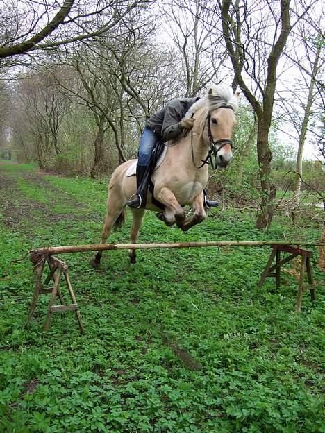 Fjordhest Julie Sejr - nu er jeg varm... hopper meget høj... det er sjovt billede 9