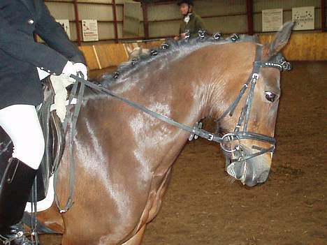 Connemara Cover Girl SOLGT billede 7