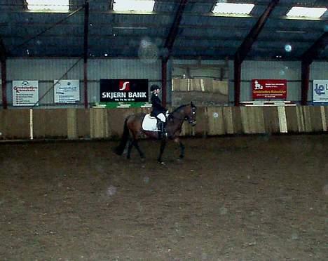 Connemara Cover Girl SOLGT billede 9