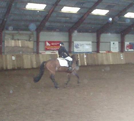 Connemara Cover Girl SOLGT billede 10