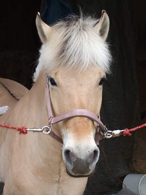 Fjordhest Julie Sejr - hvad skal der nu ske???? billede 11