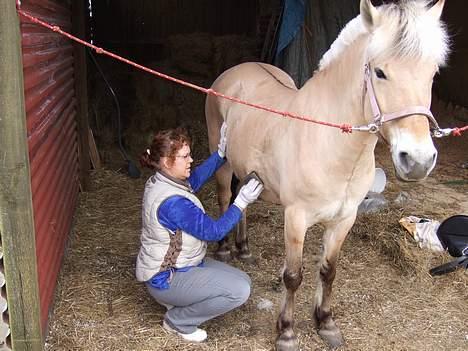 Fjordhest Julie Sejr - mor gør mig fin efter skov og spring tur billede 12