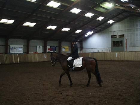 Connemara Cover Girl SOLGT billede 16