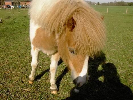 Shetlænder Kiar solgt): billede 11