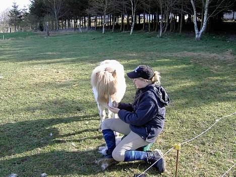 Shetlænder Kiar solgt): billede 12