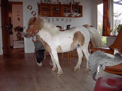 Shetlænder Kiar solgt): billede 13