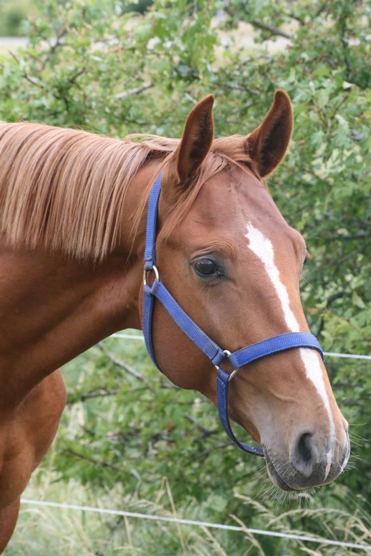 Hannoveraner Werber Welt..  - Werber Welt juni 08 billede 5