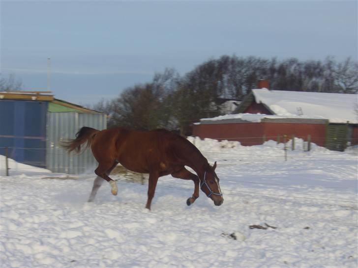 Hannoveraner Werber Welt..  - jan 2010 billede 6