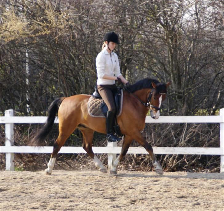 New Forest Firfod Fætter BR solgt billede 19